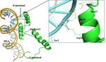 Functional annotation of a novel toxin-antitoxin system Xn-RelT of Xenorhabdus nematophila; a combined in silico and in vitro approach