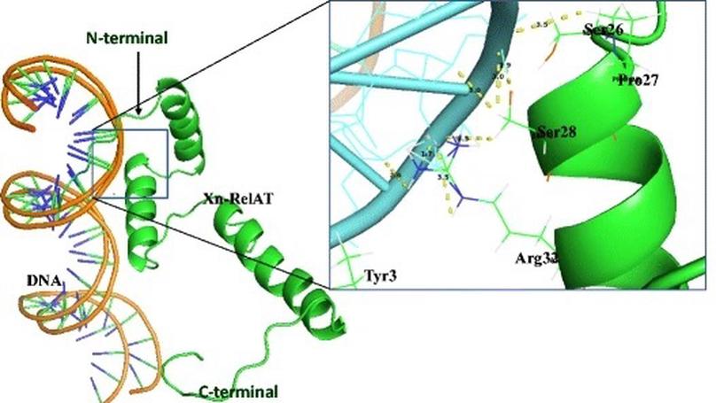 Functional annotation of a novel toxin-antitoxin system Xn-RelT of Xenorhabdus nematophila; a combined in silico and in vitro approach