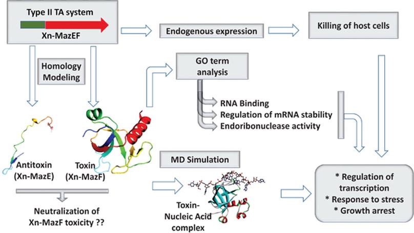 Novel Toxin-antitoxin System Xn-mazEF from Xenorhabdus nematophila: Identification, Characterization and Functional Exploration