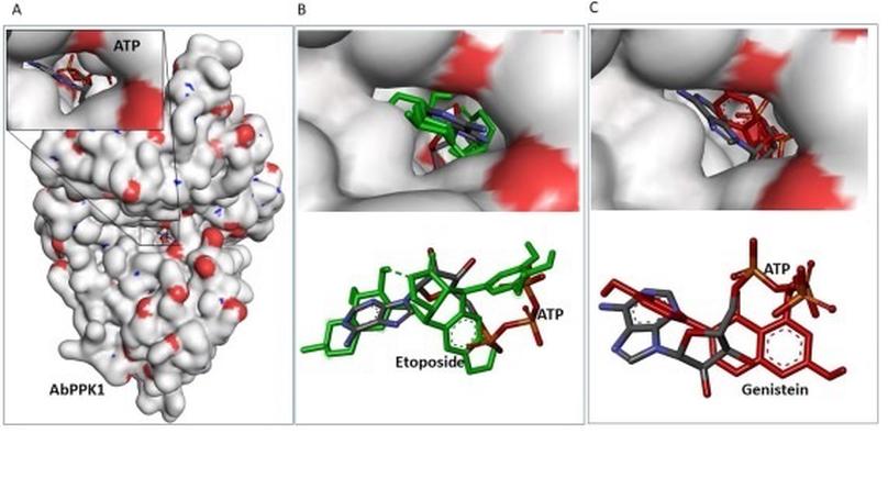 Attenuation of Acinetobacter baumannii virulence by inhibition of polyphosphate kinase 1 with repurposed drugs